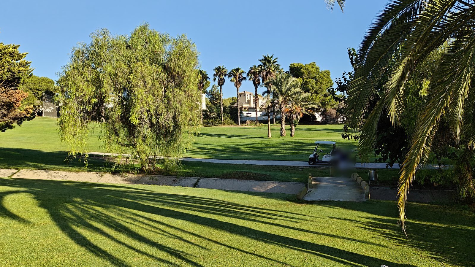 Palm trees and a willow beside a fairway on the Campoamor golf course